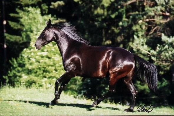 Kabarda Horse https://alchetron.com/Kabarda-horse